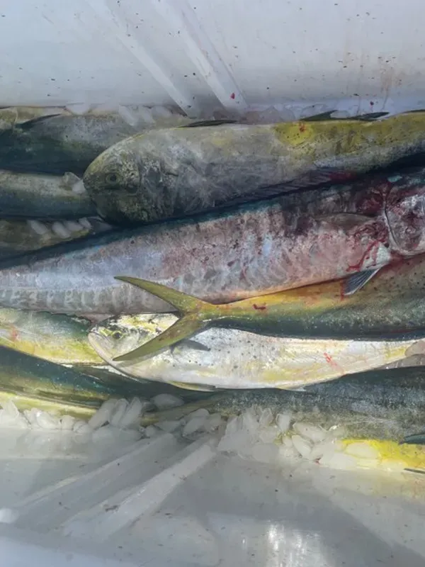 Mahi Mayhem with a Wahoo Finish