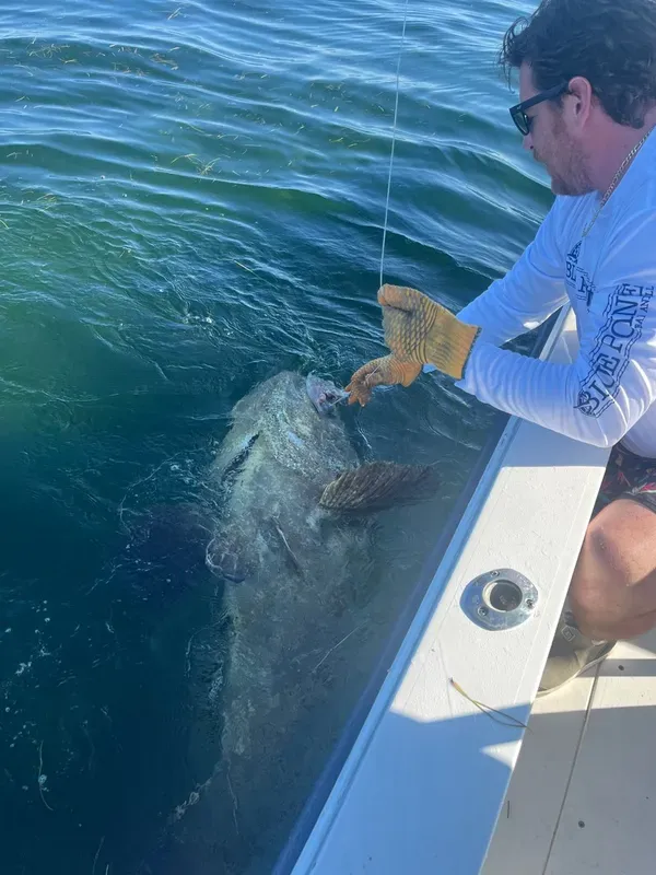 My client on the leader pulling this big Goliath Grouper up for a photo!